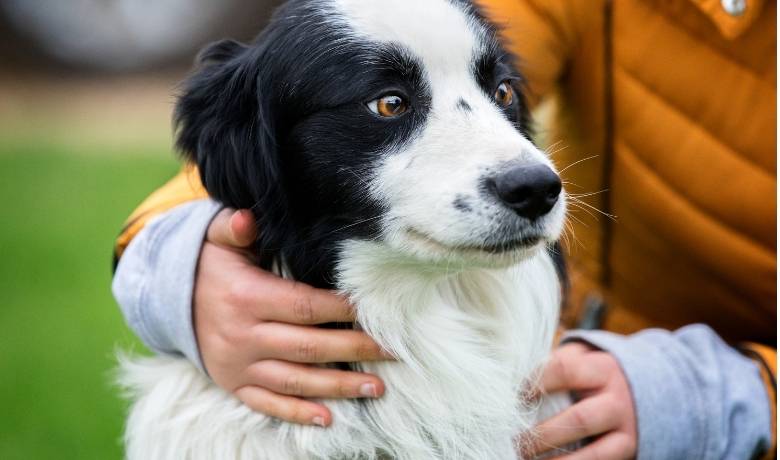 what to know about collies