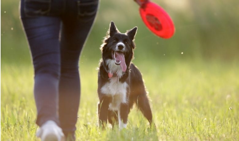 how to train a border collie to catch a frisbee