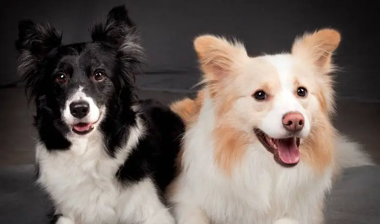 are border collies born with short hair
