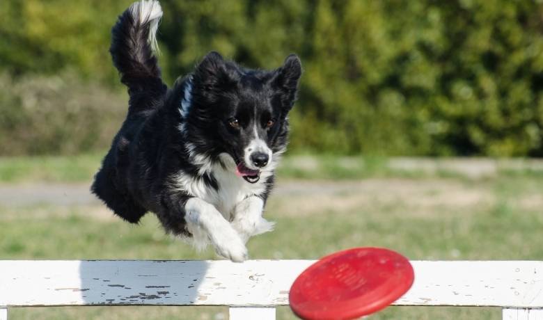 How Much Exercise Does A 6 Month Old Border Collie Need