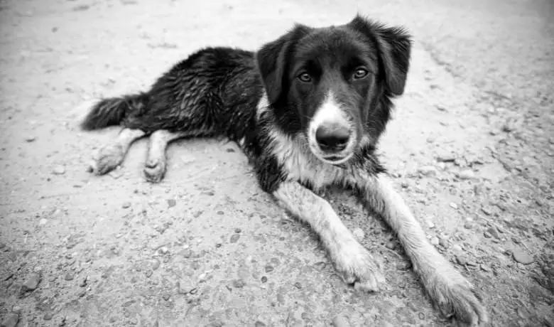 how old was the oldest border collie