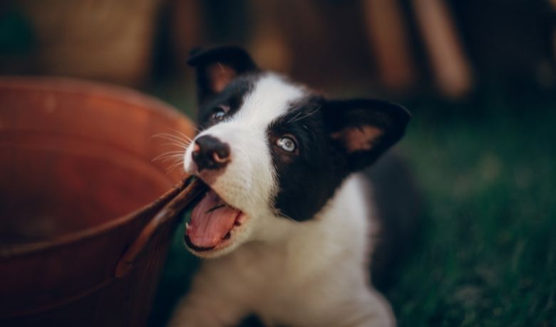 is a border collie a good guard dog