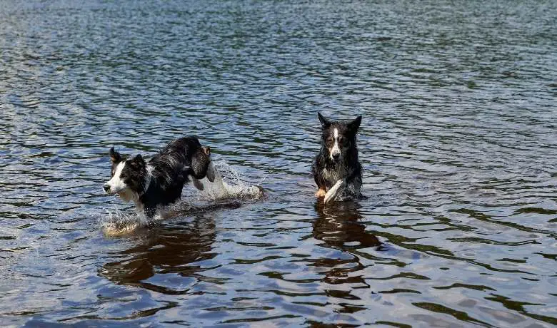 Can Border Collies Swim? Do Border Collies Like Water? 10 Training Tips! -  Muddynoses.Com